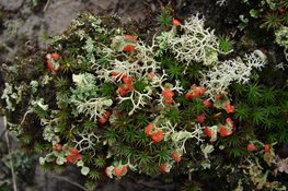 Wandeling in de duinen bij de Schaapskooi Bergen op zondag 9 februari