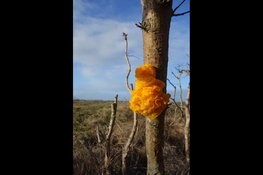 Vroege voorjaarswandeling in de duinen bij de Schaapskooi Bergen