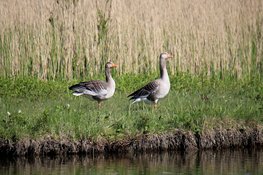 Provincie wijzigt ganzenbeleid en vergoedt voortaan minder aan landbouwschade