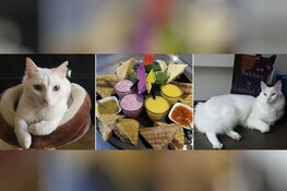 Nieuw en uniek!    "Tos-thie"