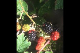 Op zoek naar bessen en bramen