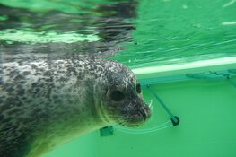 Cultureel Bergen uitzending 4 December aflevering 11