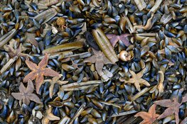 Trainees gezocht voor Het Groene Strand