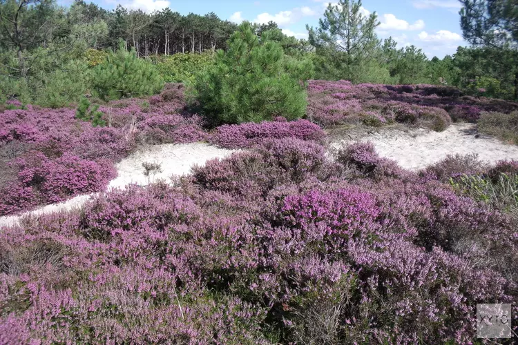 ‘Maak van de Schoorlse Duinen een Nationaal Park’