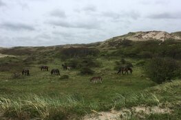 Veulentjes in de duinen bij Bergen Aan Zee