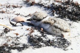 Eerste stappen Groene Strand Camperduin gezet!