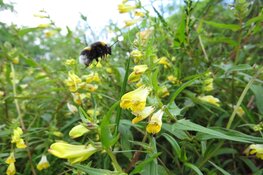 Wandeling 11 juli bij de Schaapskooi